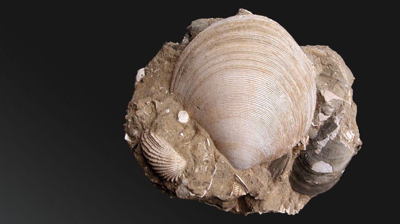 Ammonite parkinsonia, Giurassico, (Normandia)