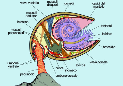 2) Schema brachiopode