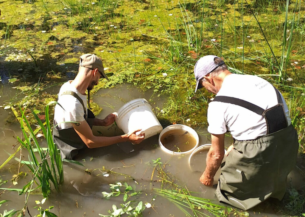 Life Insubricus, un progetto europeo per salvare il Principe del fango