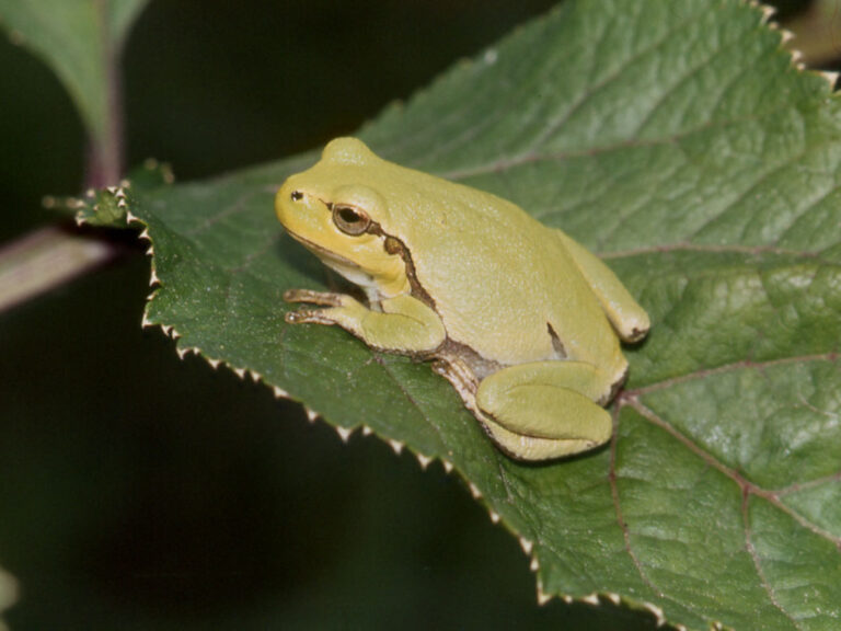 Raganella (Hyla arborea)
