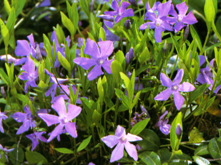 pervinca