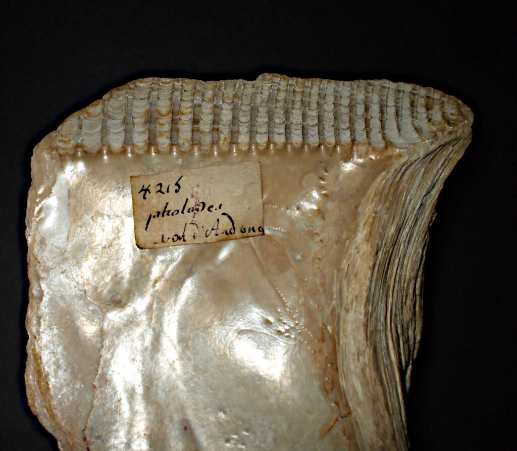 Nuovo virtual tour per Carolus Alioni