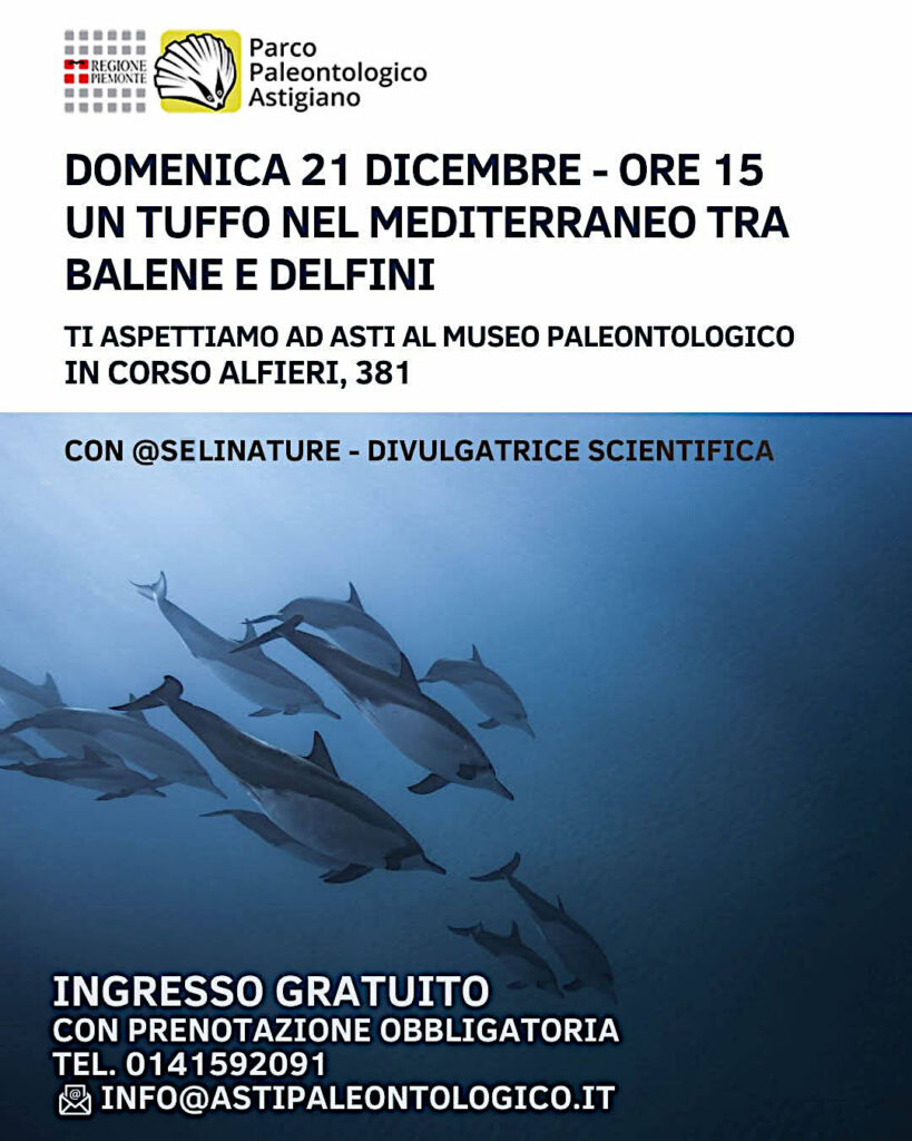 Un tuffo con balene e delfini!